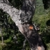Quercus suber -- Korkeiche